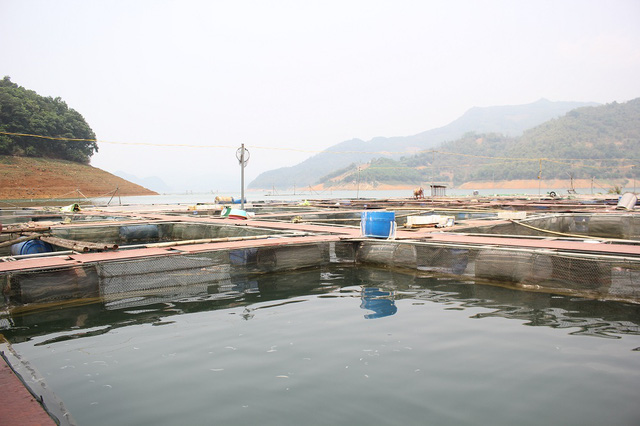 Anh Phạm Văn Thịnh - chủ một cơ sở nuôi cá sông Đà cho biết, mô hình nuôi cá sạch trên lồng bè đang được phát huy hiệu quả và là ngành kinh tế mũi nhọn tại một số xã thuộc tỉnh Hòa Bình.